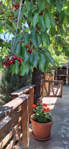 The Old Cherry House