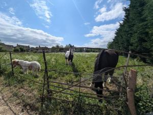 The Paddock