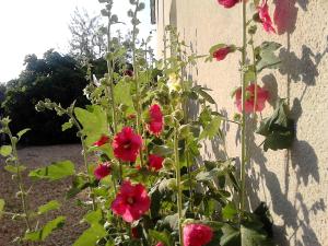 Maisons de vacances Les Roses Tremieres : photos des chambres