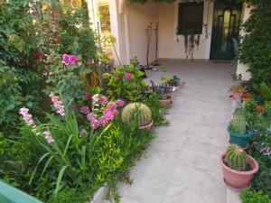 Cactus Oasis