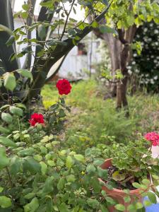The Roses House, Fondo San Vito