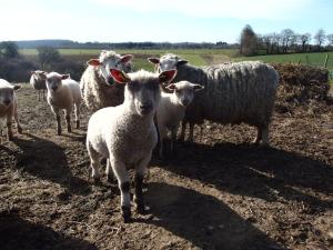 Sejours a la ferme Hof Mellon : photos des chambres