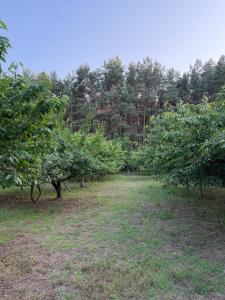 Zajęcza Zagroda - Cały dom na wyłączność nad jeziorem Lincjusz, 0,5ha sadu i lasu