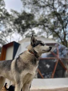 GlampingWoodzen