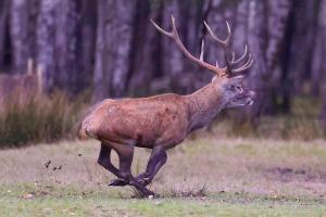 BIVOUAC BRAME Espace Rambouillet parc forestier et animalier