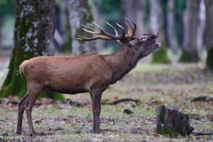 BIVOUAC BRAME Espace Rambouillet parc forestier et animalier