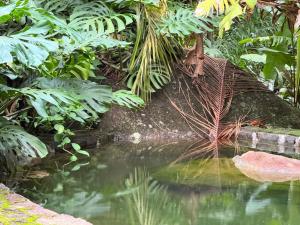Casa Bela Waterfall Natural Pool near Paraty