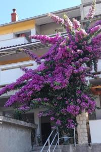 Apartments with parking space Kampor, Rab - 4984