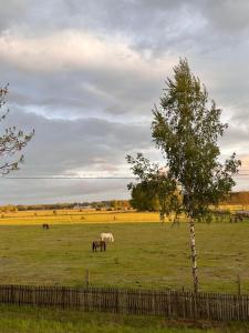 Przestronny apartament 85 m2 na Mazurach - 3 sypialnie