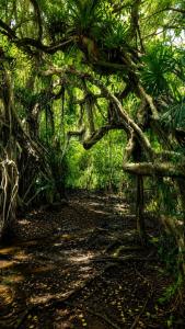 Sacha Wasi - Amazon Jungle Cabin - Iquitos
