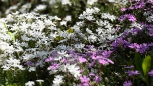 Hourokusha - Vacation STAY 13417