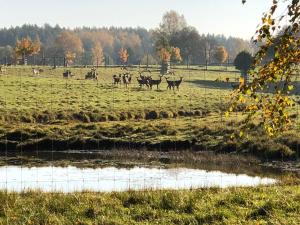 Pauze silent nature retreat