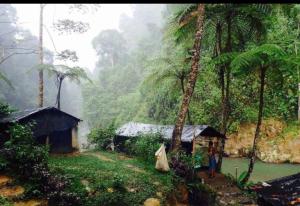 Green View Homestay & Jungle Trekking, Book Your Jungle Trek & Stay With Us