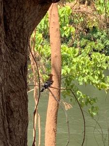 Riverside Glamping Resort Kanchanaburi