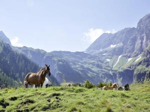 Holiday in Mittersill near the Kitzbühel Alps