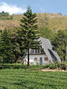 Pine Trees Home Holidays