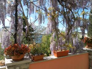 Apartments Pepi