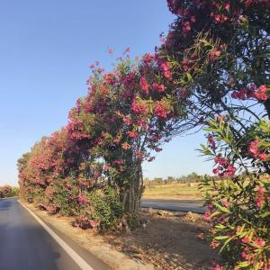 Filoxenia di Umberto A pochi minuti da Porto Torres , Stintino ,Platamona