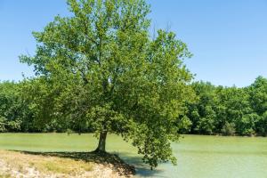Chalets Camping Lacs dArmagnac