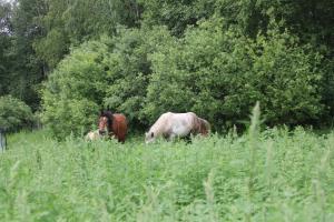 Agroturystyka u Basi i Waldka
