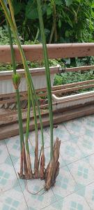 Đà Lạt Green Homestay