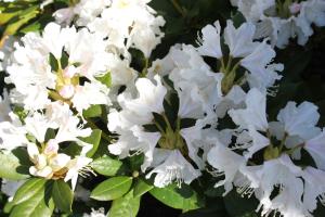 Ferienwohnungen Kanuhof