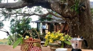 Mango House - Seaview - Homestay.