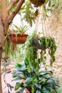 Homy Host Secret Garden Studio in Trastevere!