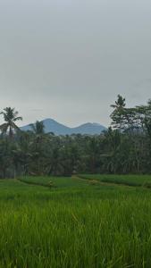 Rumah Subur Wayan Ari
