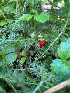 Lahemaa Nature Glamping - Kuma