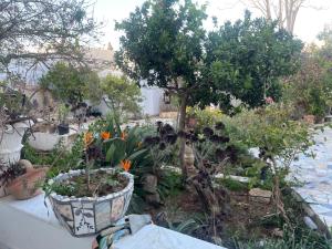 Maison Souad Guest House