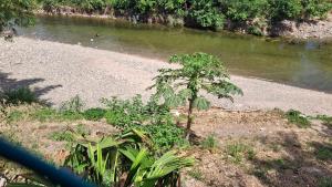 Rio Cañas Mingueo