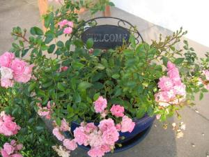 Holiday home in Wremen with swimming pool