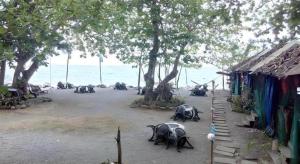 Algens Dive Resort