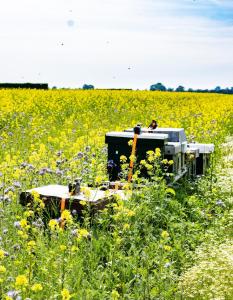 De Sluishoeve - Landelijk genieten in Zeeland
