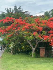 Orchid Homestay