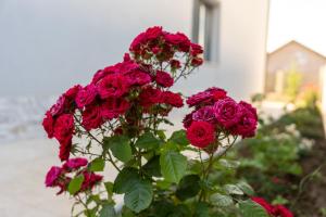 Luxury 3 Room Apartments Courtyard Casa Agigea