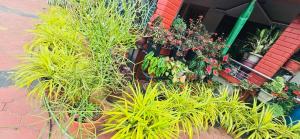 Cozy Coffee Estate Homestay Coorg Madikeri