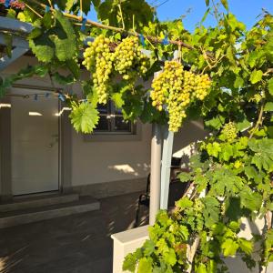 Garden Room by the Vineyard Salamis