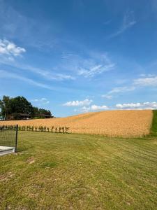 Domki nad stawem