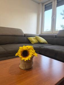 M&M Apartman