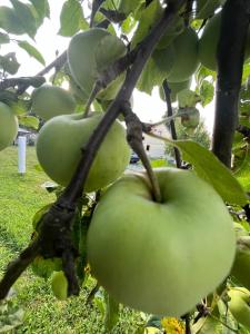 Green House kuća s 4 spavaće sobe