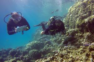 Ocean Stay & Dive