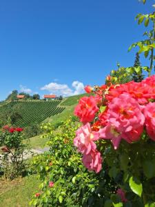 Summer Wine romantisches, fahrradfreundliches Weinbergidyll mit Traumausblick gleich neben Buschenschank!