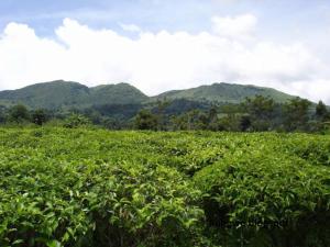 BUSH HOMESTAY&TOURs