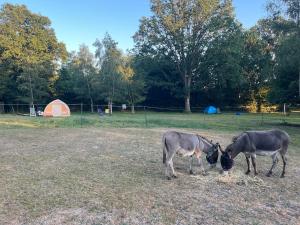 Woodlands camping