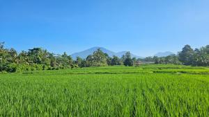 Svarga Uma Cottage - Unwind Amidst Bali Starling Sanctuary