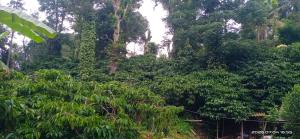 Angel home stay