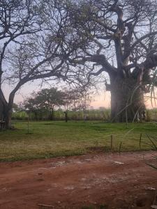 Tsetsebjwe Bush Camp