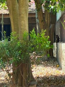 Jardim